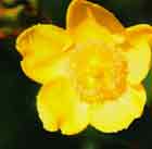 140_yellowflower_jordan.jpg