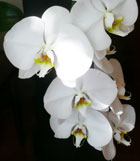 160_orchid.jpg