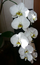 230_orchid.jpg