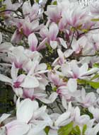 magnolia_190.jpg