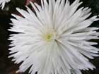 white_chrysantemum_1.jpg