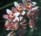 130_orchids_northeast_3.jpg