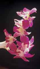 240_orchids_northeast_5.jpg