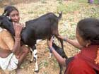 110_care_milking_goat.jpg