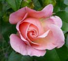 rose_pink_130.jpg