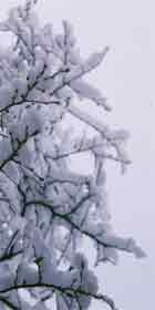 280_snow_covered_branches.jpg