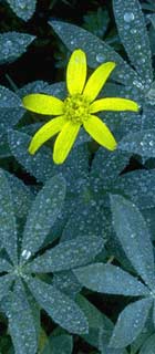 320_yellowflower.jpg