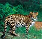 130_leopard.jpg